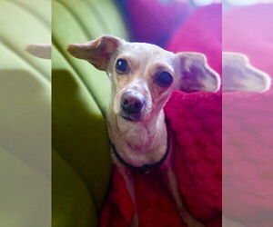 Chiweenie Dogs for adoption in San Francisco, CA, USA