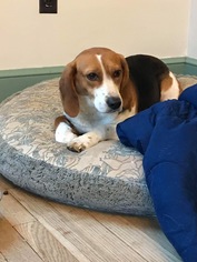 Beagle-English Foxhound Mix Dogs for adoption in Dahlgren, VA, USA