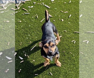 Chiweenie Dogs for adoption in St. Louis Park, MN, USA