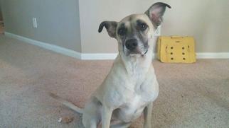 Black Mouth Cur-Labrador Retriever Mix Dogs for adoption in Rydal, GA, USA