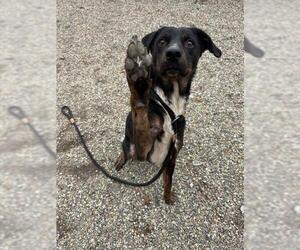 Mutt Dogs for adoption in Palmetto, FL, USA