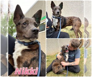 Mutt Dogs for adoption in Pierceton , IN, USA