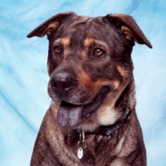 Shih Apso Dogs for adoption in Houma, LA, USA
