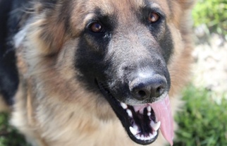 German Shepherd Dog Dogs for adoption in Boerne, TX, USA