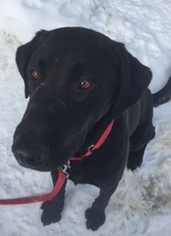 Labrador Retriever Dogs for adoption in Shaftsbury, VT, USA