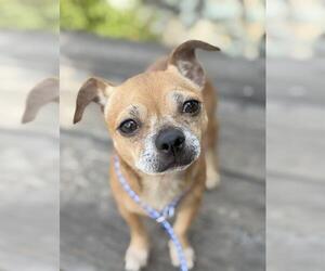 Chug Dogs for adoption in Jackson, CA, USA