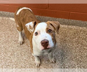 American Pit Bull Terrier Dogs for adoption in Pueblo, CO, USA