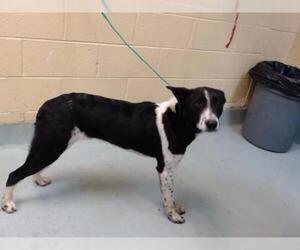 Collie Dogs for adoption in Tulsa, OK, USA