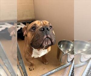 Mutt Dogs for adoption in Martinez, CA, USA