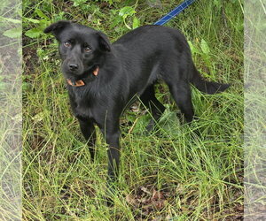 Labrador Retriever-Unknown Mix Dogs for adoption in Anchorage, AK, USA