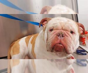 Bulldog Dogs for adoption in Fort Lauderdale, FL, USA