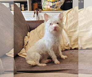 Pomeranian-Unknown Mix Dogs for adoption in Social Circle, GA, USA