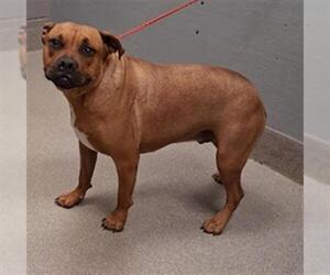 American Pit Bull Terrier-Unknown Mix Dogs for adoption in Las Vegas, NV, USA