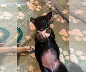 Chiweenie Dogs for adoption in Ball Ground, GA, USA