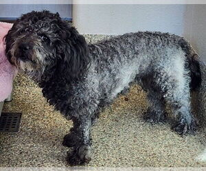 Mutt Dogs for adoption in Fort Collins, CO, USA