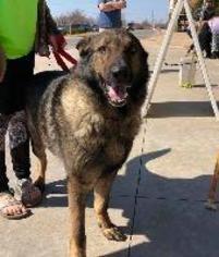German Shepherd Dog Dogs for adoption in Claremore, OK, USA