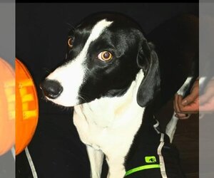 Border Collie-Treeing Walker Coonhound Mix Dogs for adoption in Ogden, UT, USA