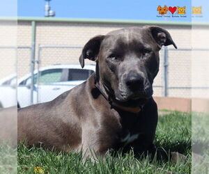 American Pit Bull Terrier-Unknown Mix Dogs for adoption in Center Township, PA, USA