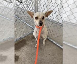 Chihuahua Dogs for adoption in Bakersfield, CA, USA