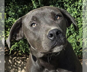 Blue Lacy Dogs for adoption in Albuquerque, NM, USA