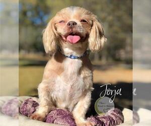 Shih Tzu Dogs for adoption in Benton, LA, USA