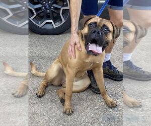 Boxer Dogs for adoption in Austin, TX, USA