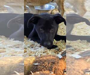 Labrador Retriever-Unknown Mix Dogs for adoption in Oakhurst, NJ, USA