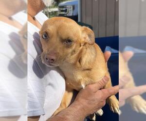 Chihuahua Dogs for adoption in San Martin, CA, USA