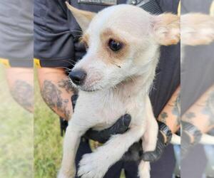 Chihuahua-Unknown Mix Dogs for adoption in San Antonio, TX, USA