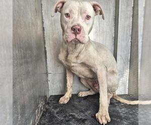 American Staffordshire Terrier-Unknown Mix Dogs for adoption in San Antonio, TX, USA