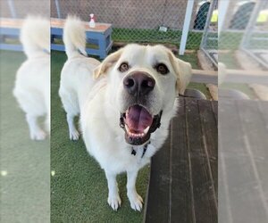 Great Pyrenees Dogs for adoption in Fruit Heights, UT, USA