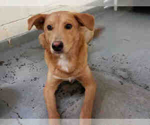 Siberian Husky-Unknown Mix Dogs for adoption in Anchorage, AK, USA