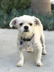 Medium Photo #1 Maltese-Unknown Mix Puppy For Sale in Rancho Santa Margarita, CA, USA