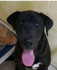 Great Dane-Labrador Retriever Mix Dogs for adoption in Staley, NC, USA