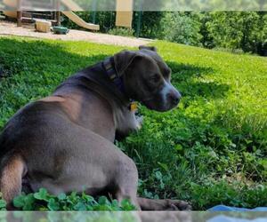 Staffordshire Bull Terrier Dogs for adoption in Lees Summit, MO, USA