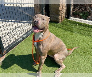 Mutt Dogs for adoption in Orange, CA, USA