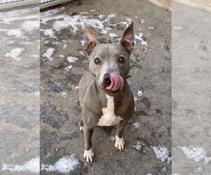American Pit Bull Terrier-Unknown Mix Dogs for adoption in Aurora, IL, USA