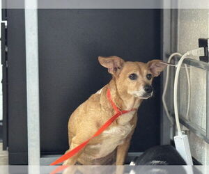 Chihuahua-Unknown Mix Dogs for adoption in Raleigh, NC, USA