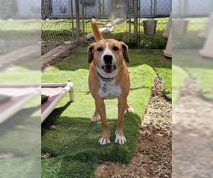 American Staffordshire Terrier-Australian Shepherd Mix Dogs for adoption in Ventura, CA, USA