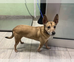 Carolina Dog-Unknown Mix Dogs for adoption in Grand Prairie, TX, USA