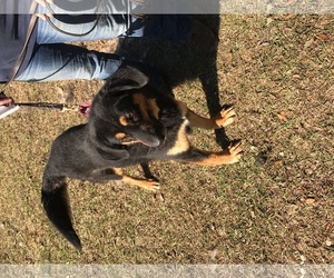 German Shepherd Dog-Unknown Mix Dogs for adoption in Huger, SC, USA