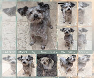 Mutt Dogs for adoption in Mesa, AZ, USA