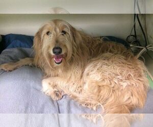 Goldendoodle Dogs for adoption in Boonton, NJ, USA