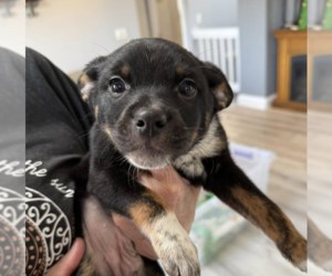 Mutt Dogs for adoption in Bellevue, WA, USA