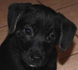 Medium Photo #1 Mountain Cur Puppy For Sale in Boston, MA, USA
