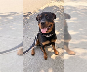 Rottweiler Dogs for adoption in Fremont, CA, USA