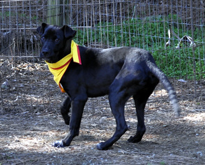 Labrador Retriever-Unknown Mix Dogs for adoption in Siler City, NC, USA