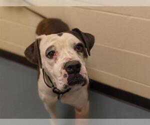 Boxer Dogs for adoption in Denver, CO, USA