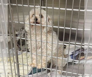 Pom-A-Poo Dogs for adoption in Anchorage, AK, USA