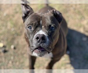Staffordshire Bull Terrier Dogs for adoption in Orange, CA, USA